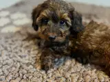 Doxiepoo - 2
