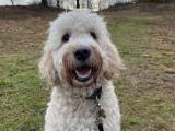 Goldendoodle F1B tilbydes til parring.