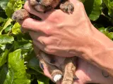 Skønne Maltipoo - rejseklar uge 30 - 5