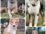 Collie Hvalpe