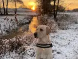 Smuk sporty gul labrador 