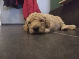 Labradoodle hvalpe sælges - 4