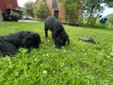 Labradoodle Hvalpe - 5