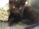 killinger,Maine Coon/gårdkatte blandes 15 uger