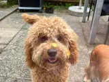 Omplacering af Cavapoo