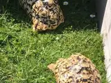 Leopardskildpadde