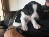 Dansk Svensk Gårdhunde hvalpe - 4