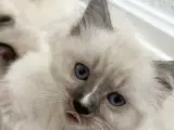 Ragdoll killinger  - 5