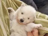 Samojede/ samoyed  - 4