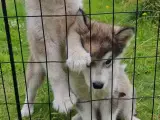 Flytteklare Alaskan Malamute hvalpe - 5