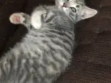 Kattekillinger 