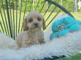 Maltipoo Dreng