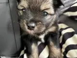 Pomeranian hvalpe - 5