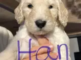 Labradoodle. Multigen-hvalpe - 2