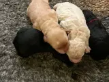 Cockapoo  - 3