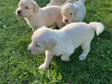 Allergivenlige goldendoodles hvalpe - 5