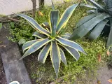 Agave