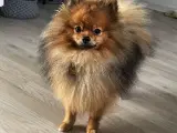 Hund (Pomeranian)