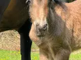 Fantastisk smuk hingst med afdrag muligt  - 5
