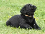 Labrador hvalpe med stamtavle  - 3