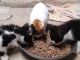 Kattekillinger