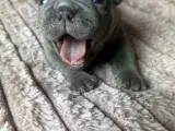American bully  - 4