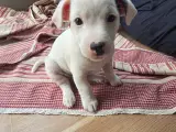 Jack russell terrier hvalpe - 4