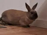 Kaniner gives væk