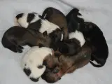 Tibetansk spaniel 