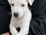 Jack russel hvalpe -  smukke og søde 