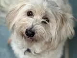 Coton de Tulear Hvalpe  - 3