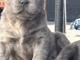 Fluffy fransk bulldog med stamtavle - 3