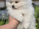 Sød hvid  Pomeranian hvalp søger kærlig hjem :) - 4