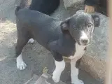 Konrad