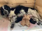 FT Cocker Spaniel hvalpe