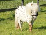 Mowgli -Mini Appaloosa
