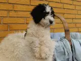 Sproodle/springerdoodle hvalpe - 3