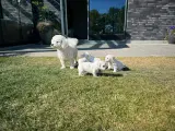 Bichon Frisé hvalpe - 5
