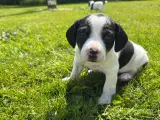 Dansk Svensk Gårdhunde hvalpe - 4