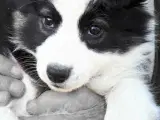 Border Collie hvalpe. Stueopdræt - 4
