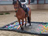 2èr pony Mr. Brown - 3