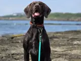 Sød og aktiv korthåret hønsehund - 3