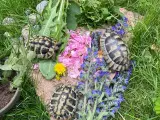 Modtager/giver godt hjem til Landskildpadder 