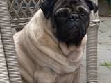 Hundepasning tilbydes