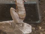 Blå tunget skink
