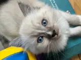 Ragdoll killinger  - 3