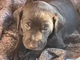 Hvalpe blanding mellem en labrador og rughåret - 3