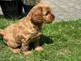 Cavapoo hvalpe - flytteklar uge 29  - 4