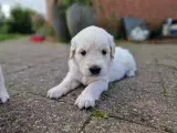 Golden retriever hvalpe  - 3
