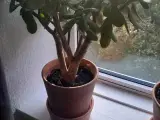 Paradistræ med potte